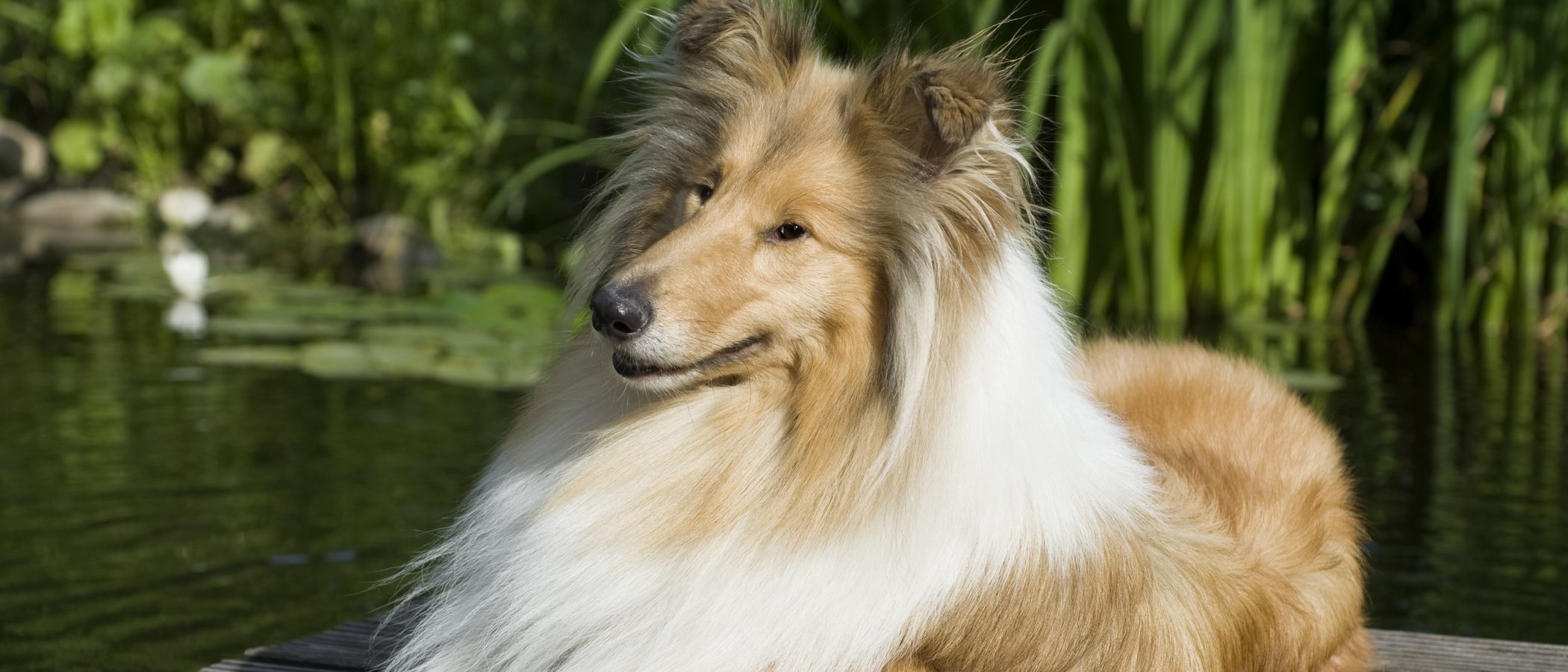 Lassie, la Collie más famosa del mundo con un pasado y tradición inglesa