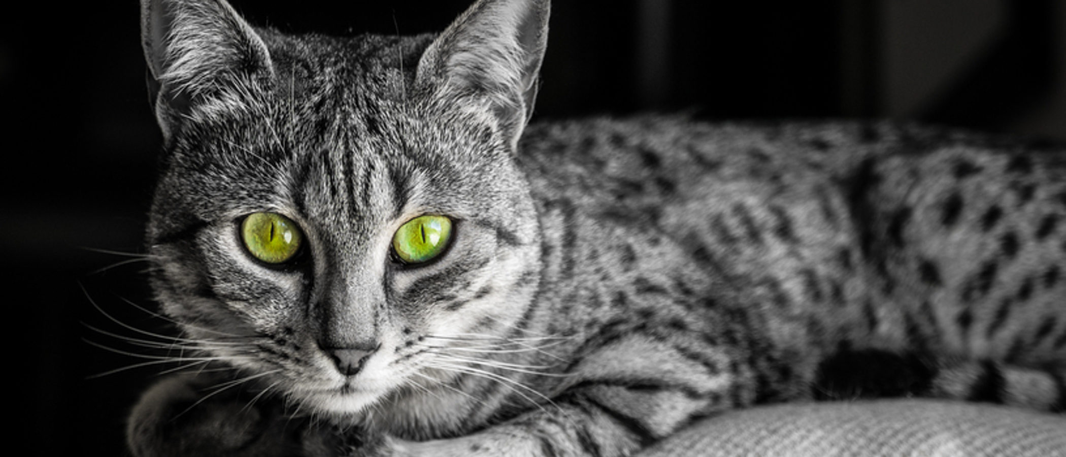 Mau Egipcio: Todo sobre esta raza de felino