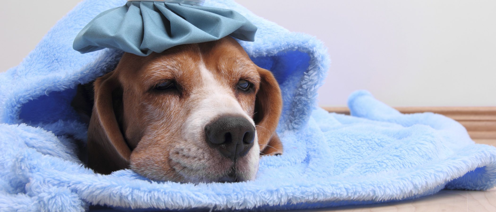 Cómo prevenir la gripe en mi perro