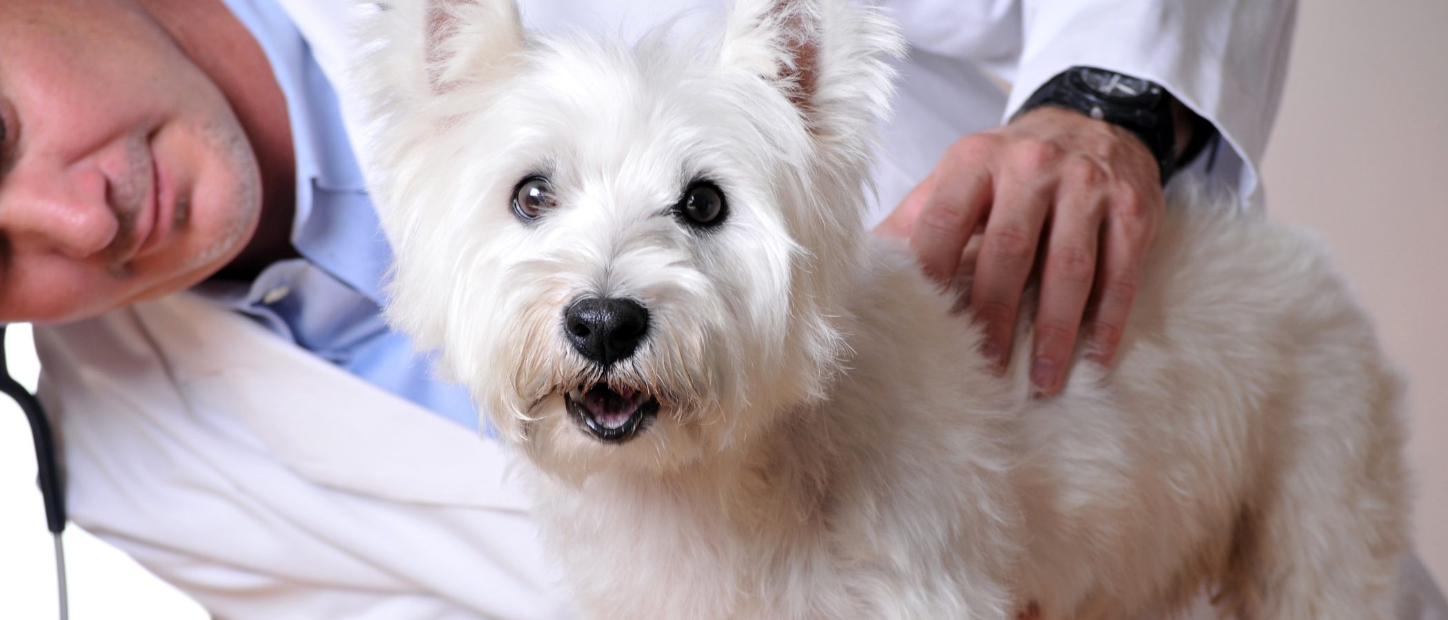 Qué es y en qué consiste la esterilización de un perro