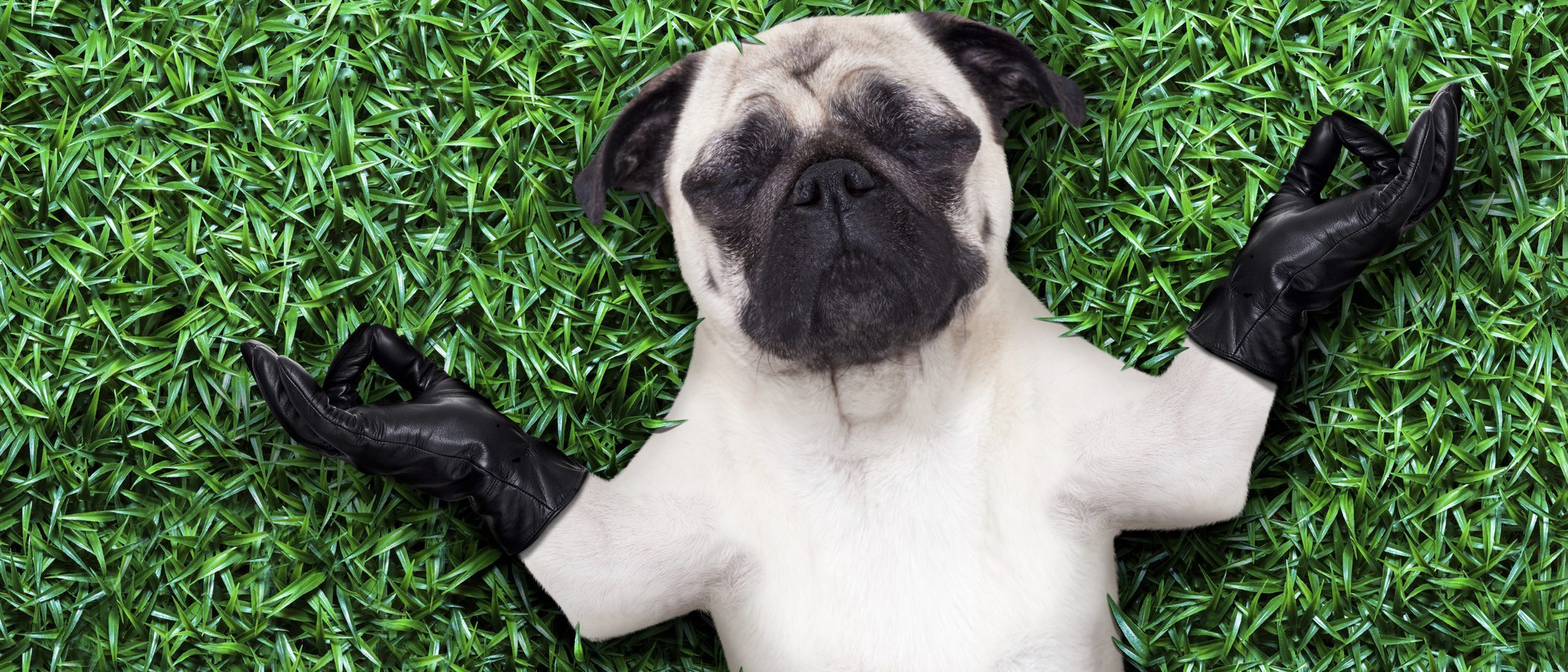 ¿Cómo puedo saber si mi perro es hiperactivo?