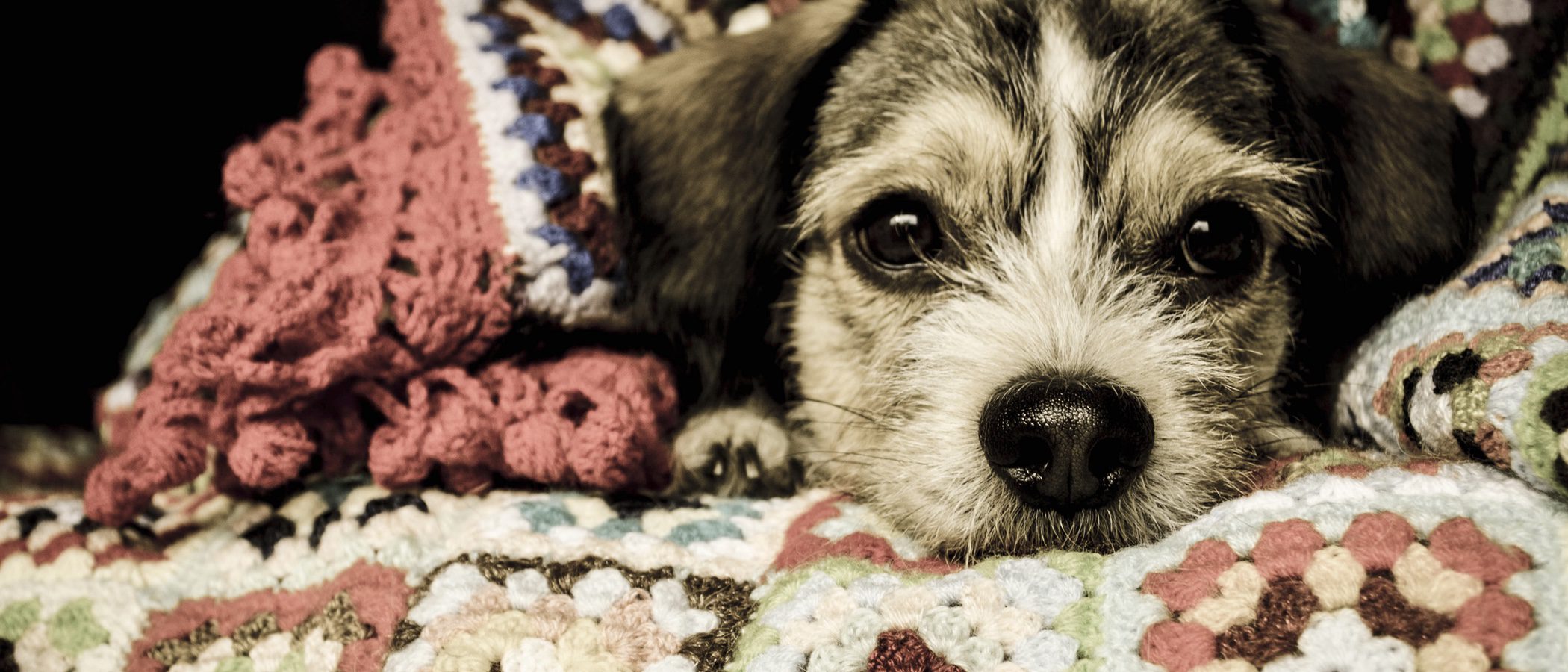 ¿Cómo puedo parar el hipo de mi perro?
