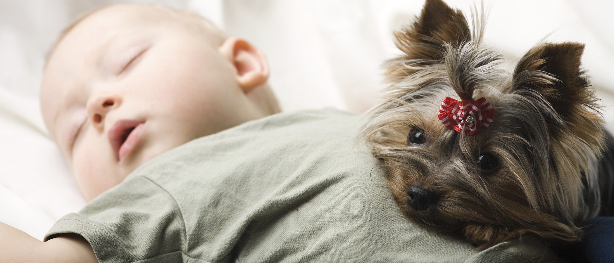 ¿Es bueno acostumbrar a mi perro a dormir en mi cama?