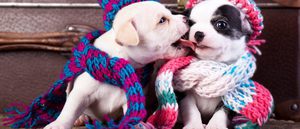 Ropa para perros: Ventajas e inconvenientes de vestir a tu mascota