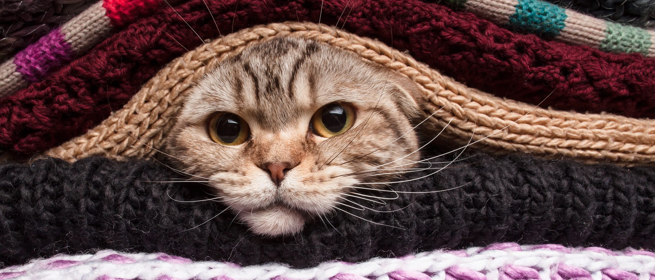 Ropa para gatos: Ventajas e inconvenientes de vestir a tu mascota