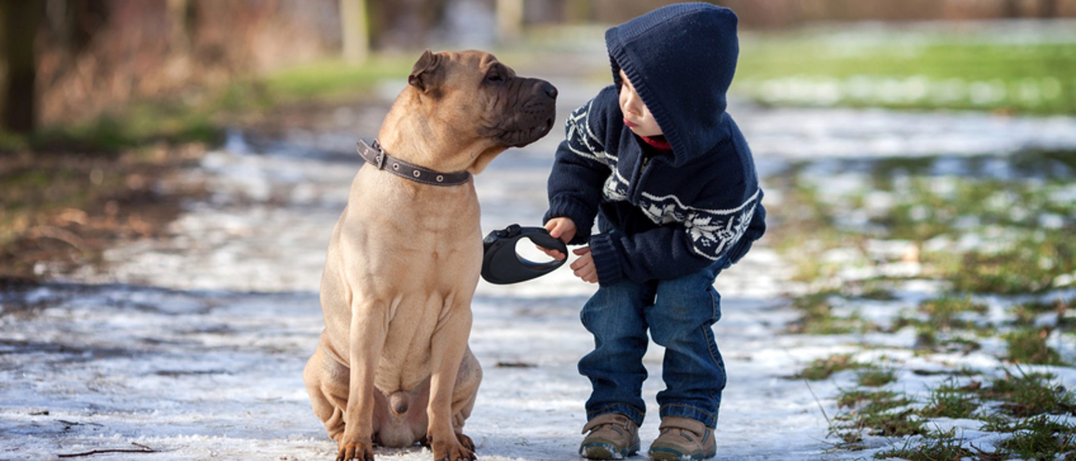 Consigue que tu perro aprenda a dar la pata