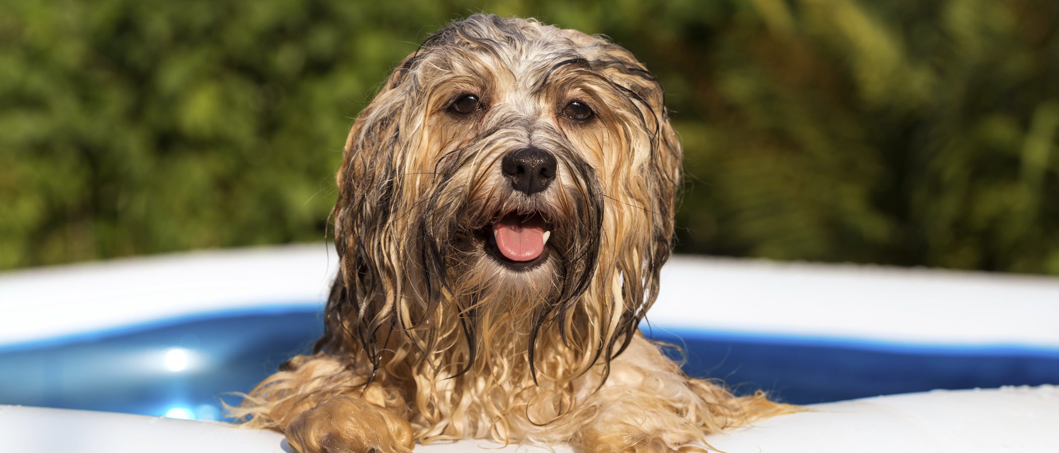 ¿Cómo puedes saber si tu perro tiene calor?