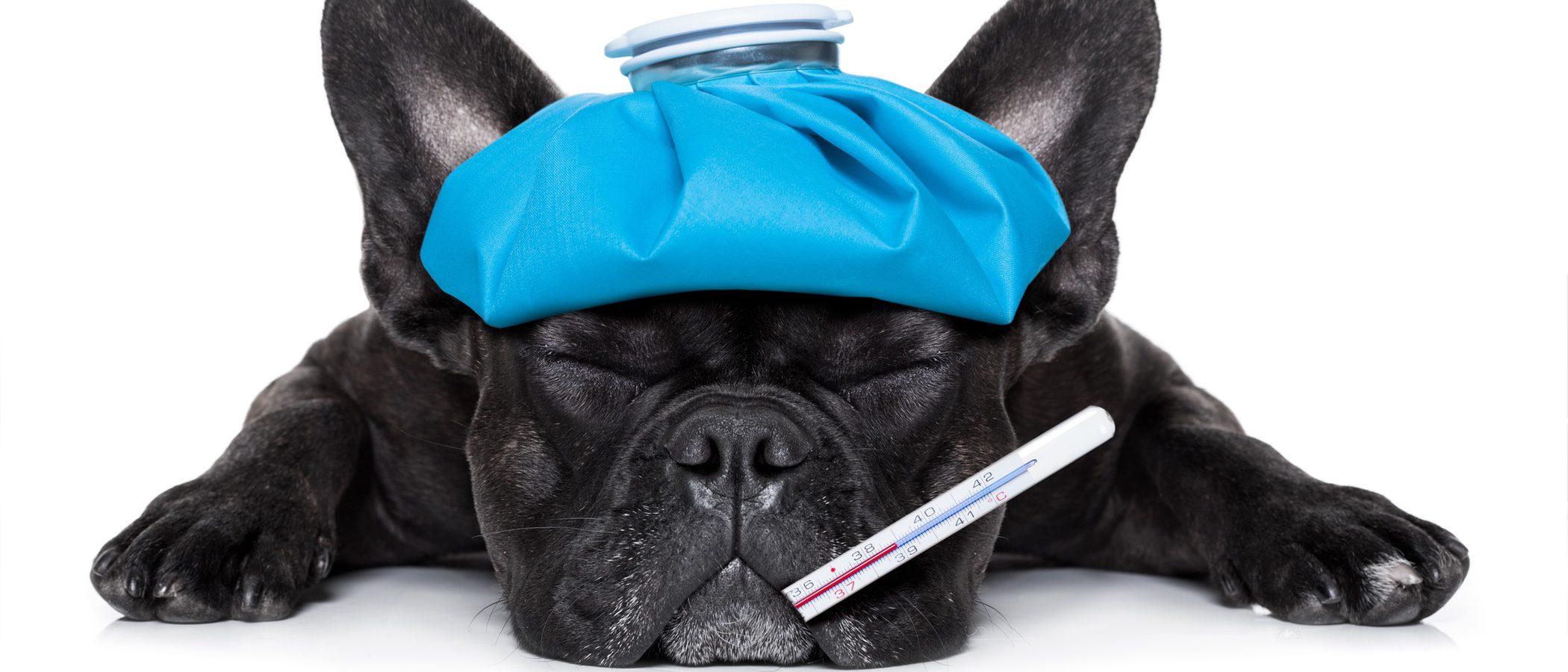 Moquillo canino: Prevención, síntomas y tratamiento