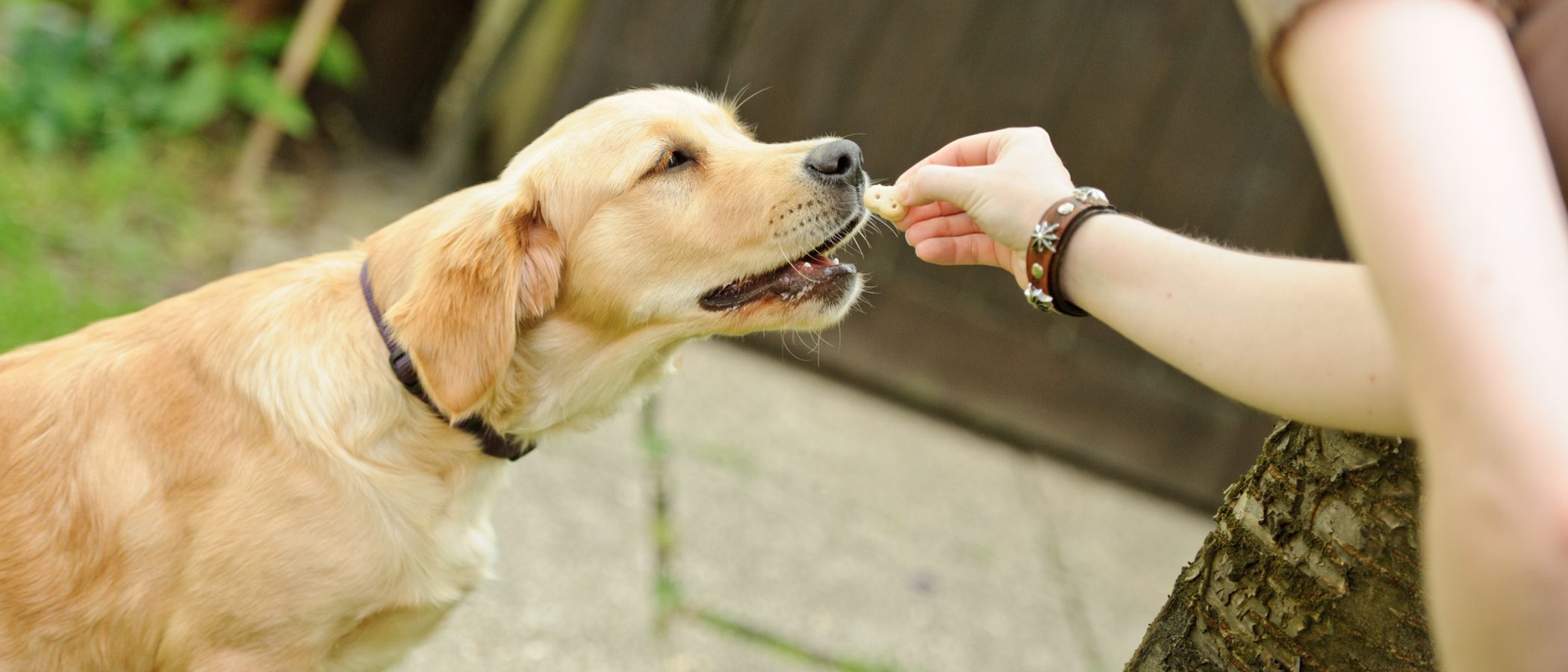 ¿Cuántas veces al día es aconsejable que coma un perro?