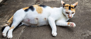 ¿Cuánto dura el embarazo de una gata?