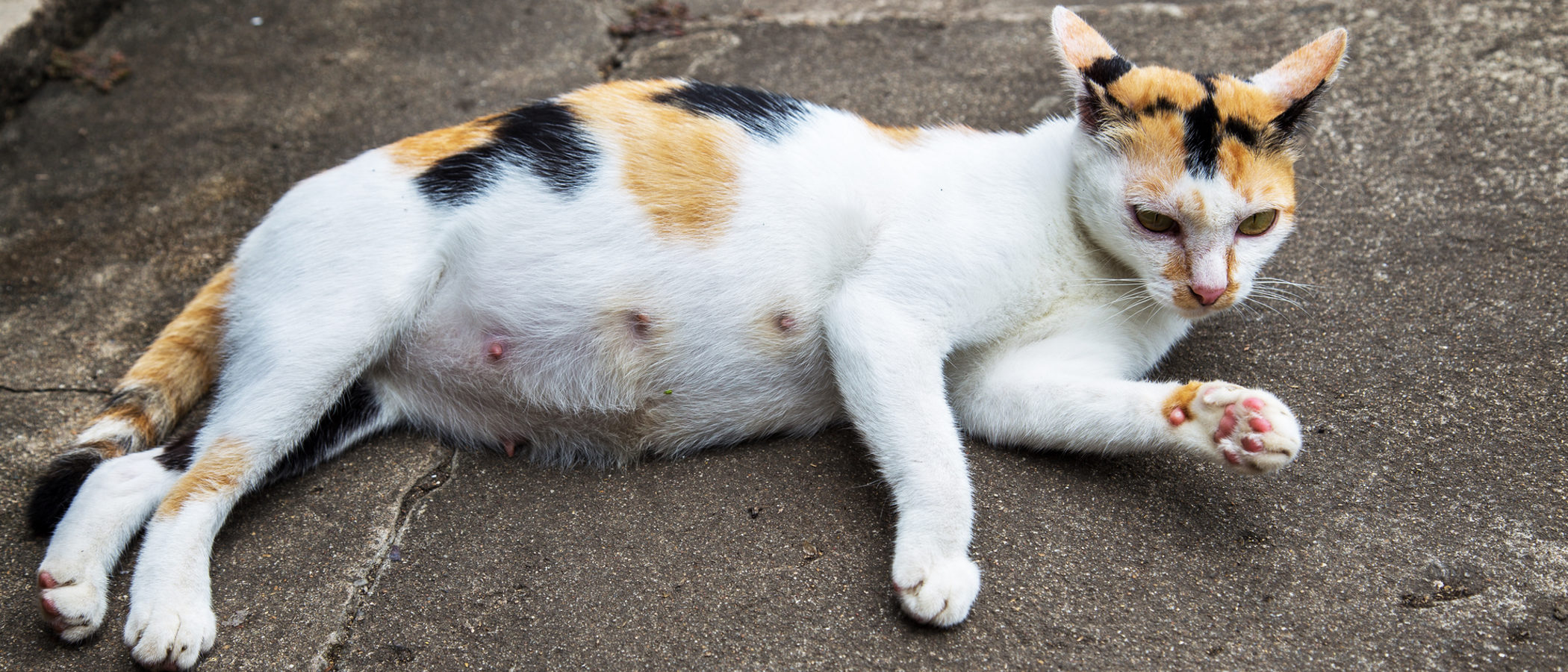¿Cuánto dura el embarazo de una gata?