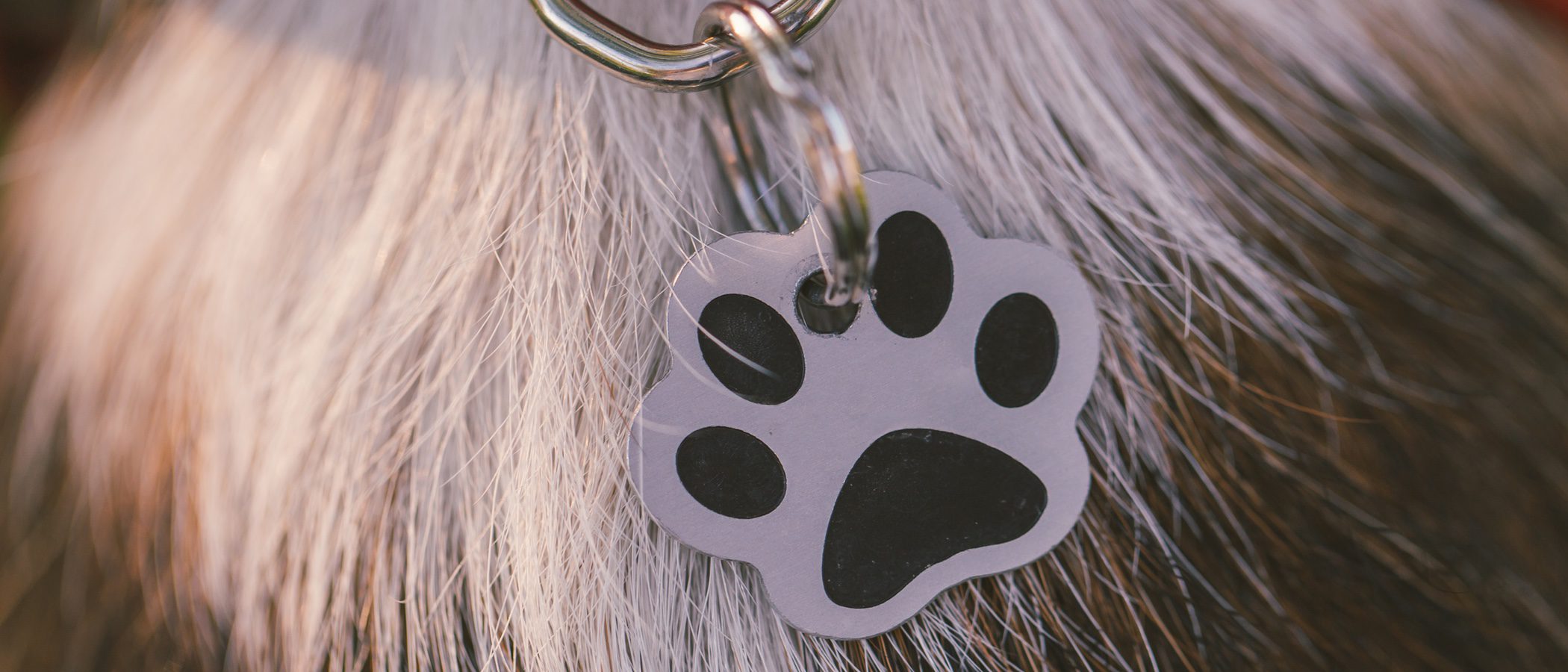 Consejos para elegir el nombre de tu perro