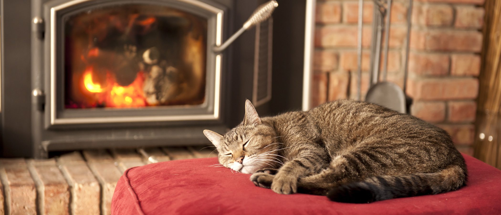 ¿Cómo puedo saber si mi gato tiene fiebre?