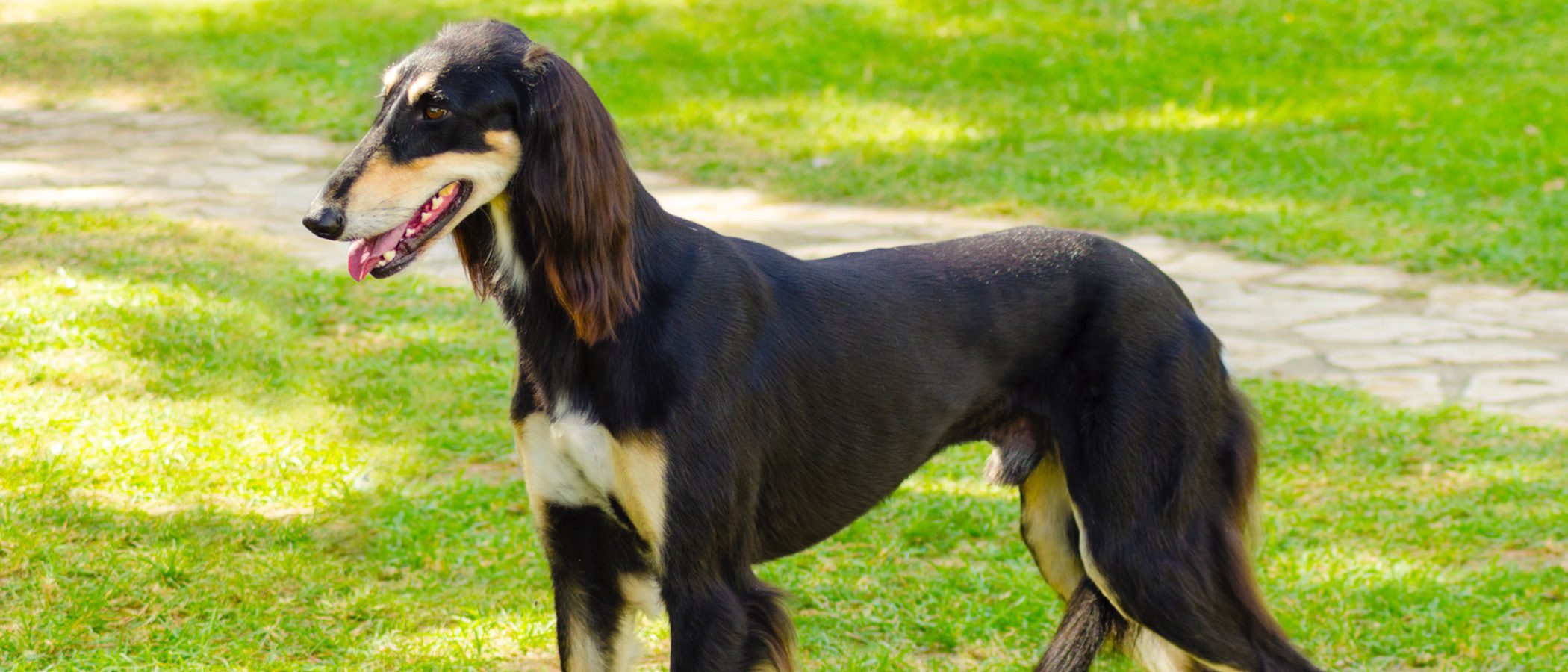Razas de perros: Saluki