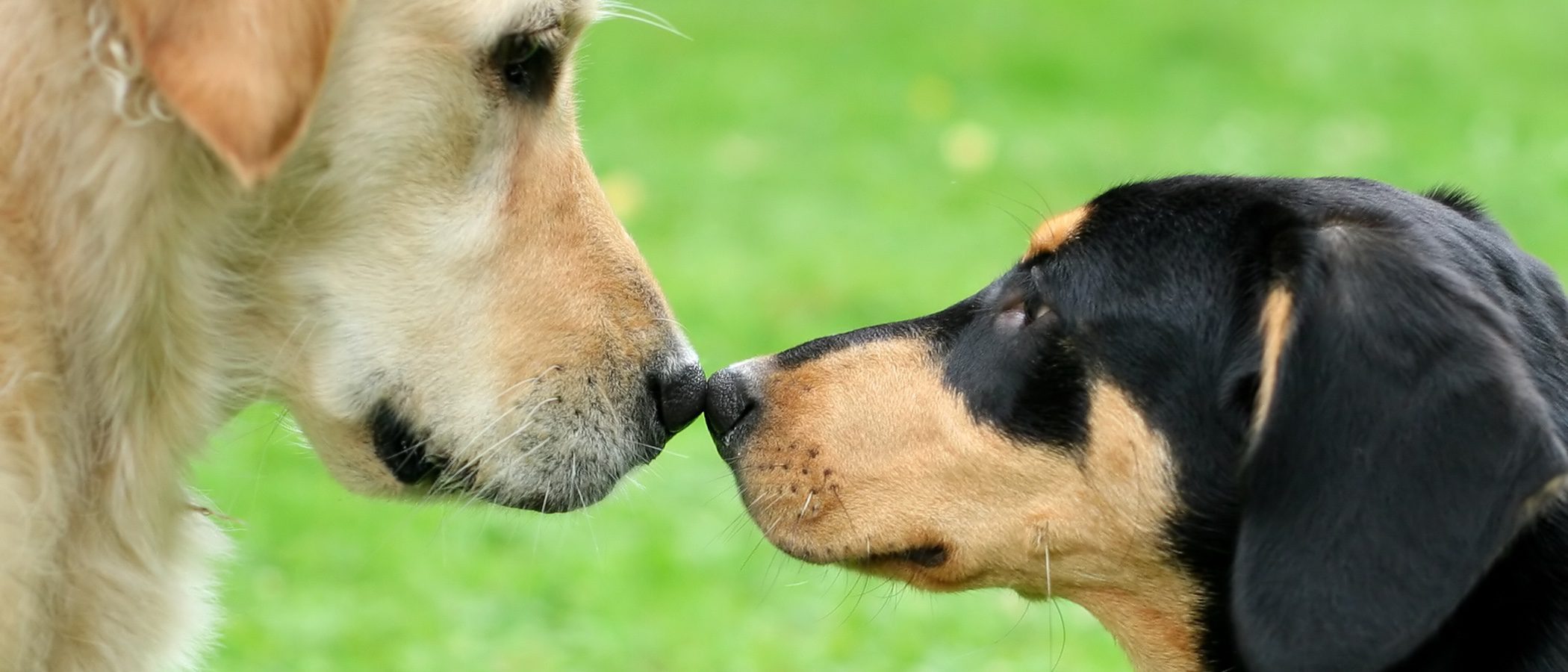 ¿Puede un perro enamorarse?