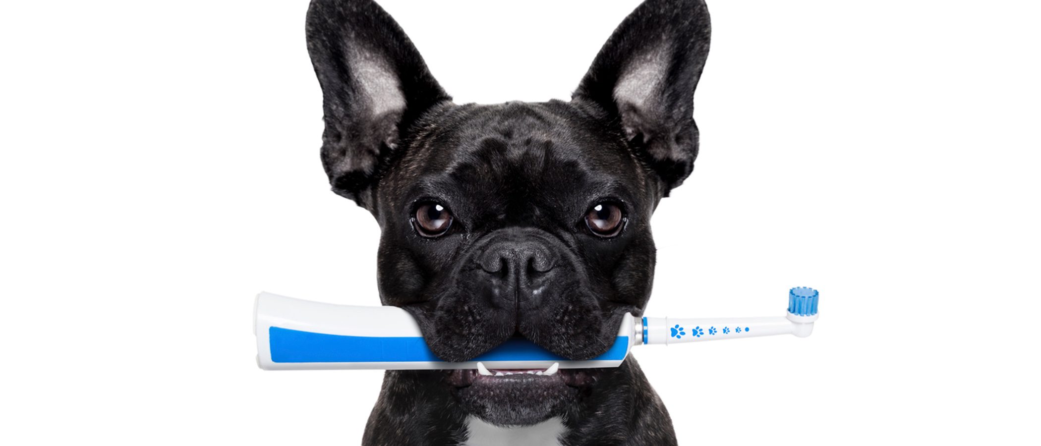 ¿Puede un perro tener caries?