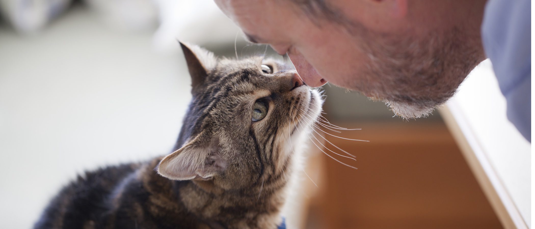 Las 10 razas de gato más cariñosas