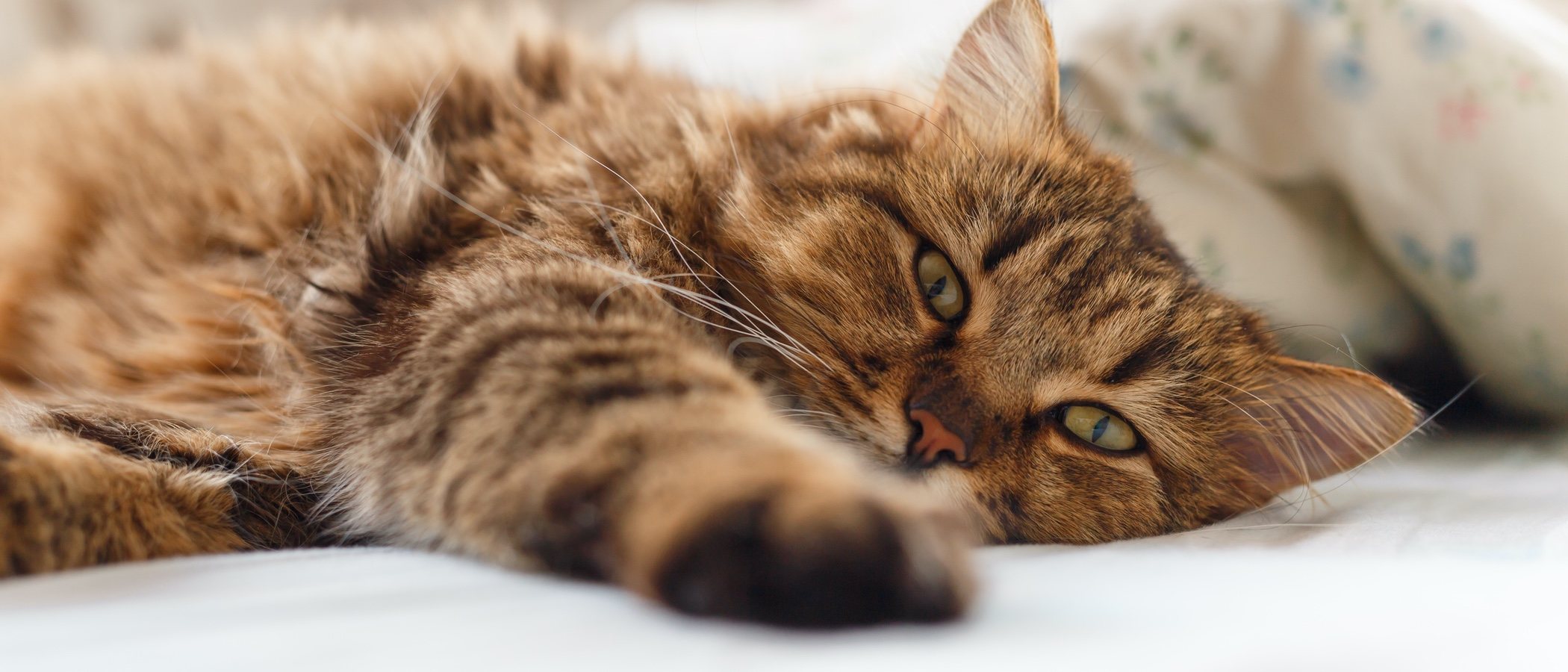 Cómo puedo combatir la diarrea de mi gato