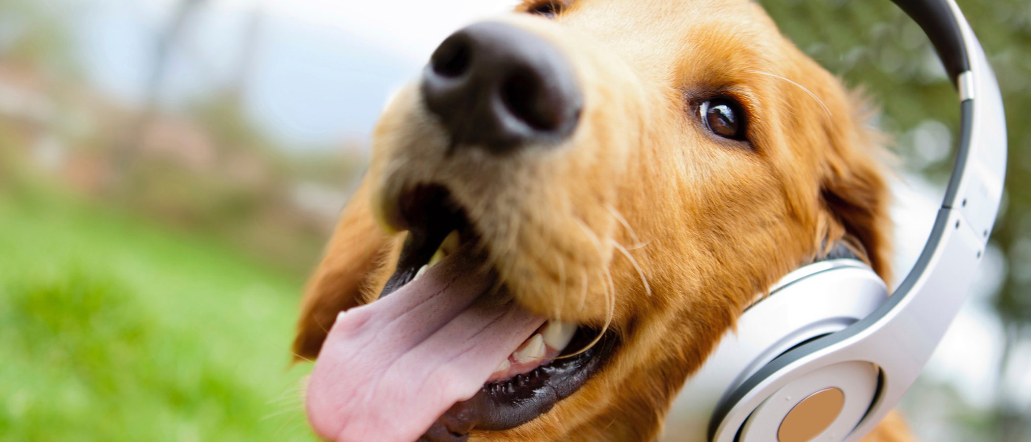 ¿Les gusta la música a los perros?