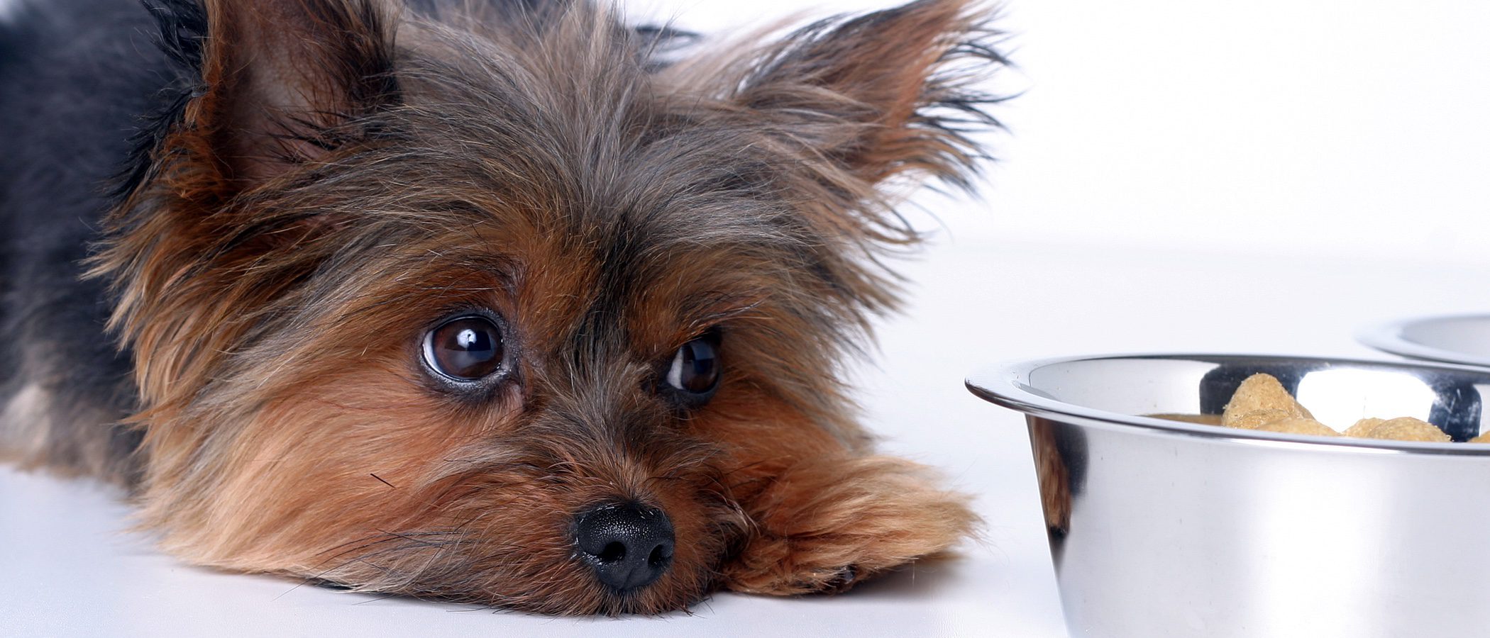 Cómo prevenir un cólico en mi perro