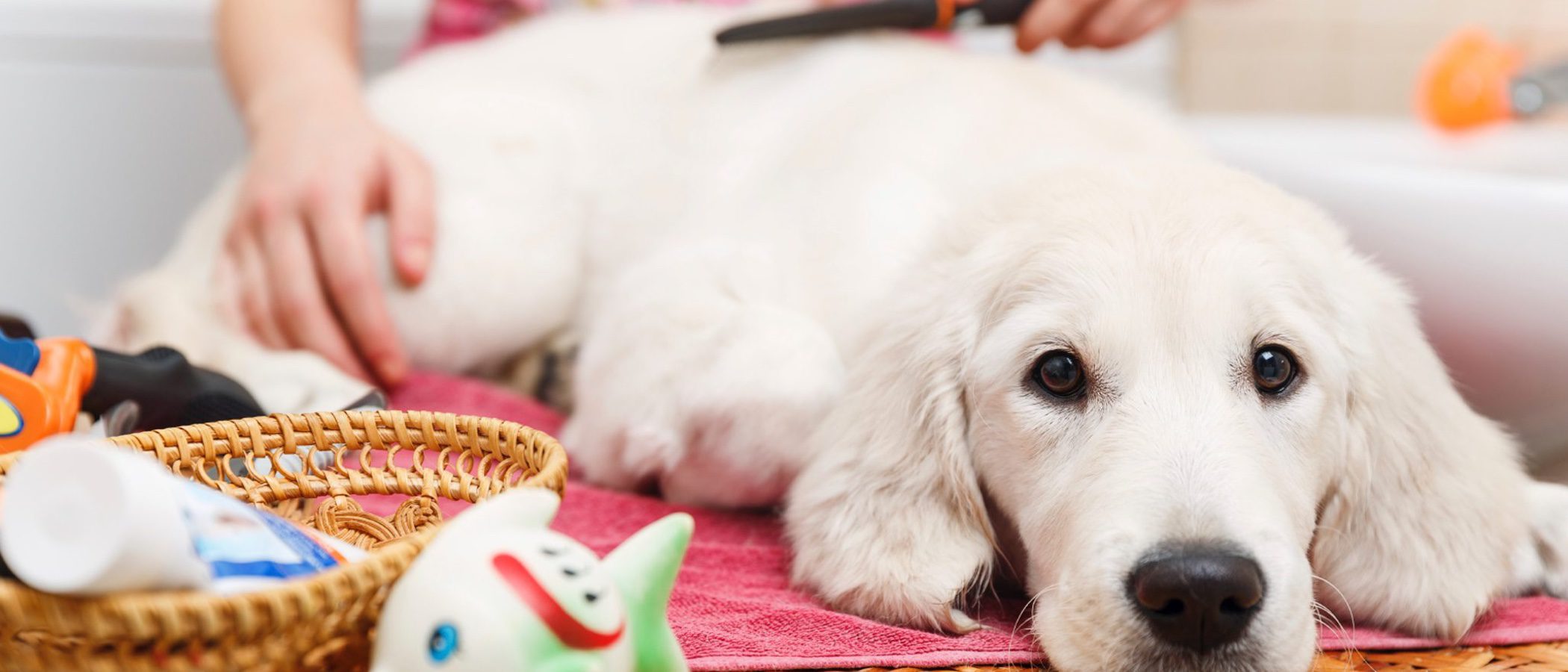 Hoteles a los que puedes ir con tu perro