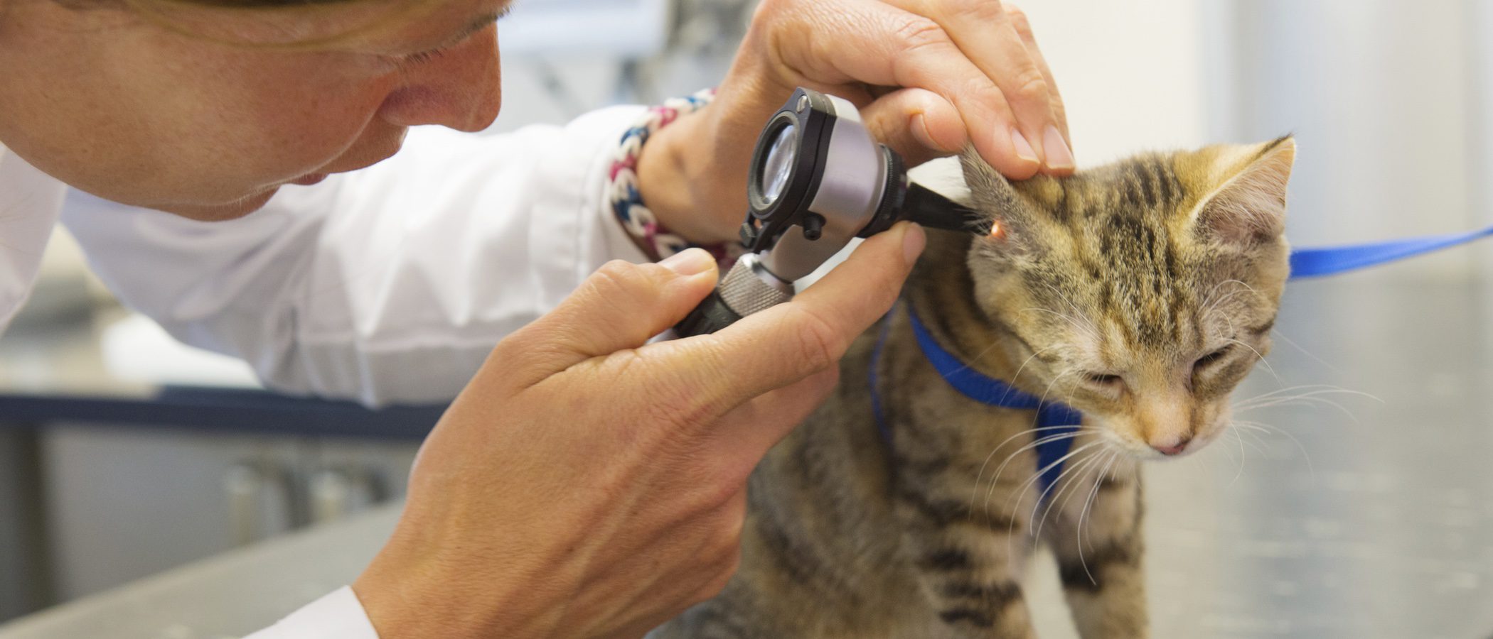 Cuidados para un gato sordo