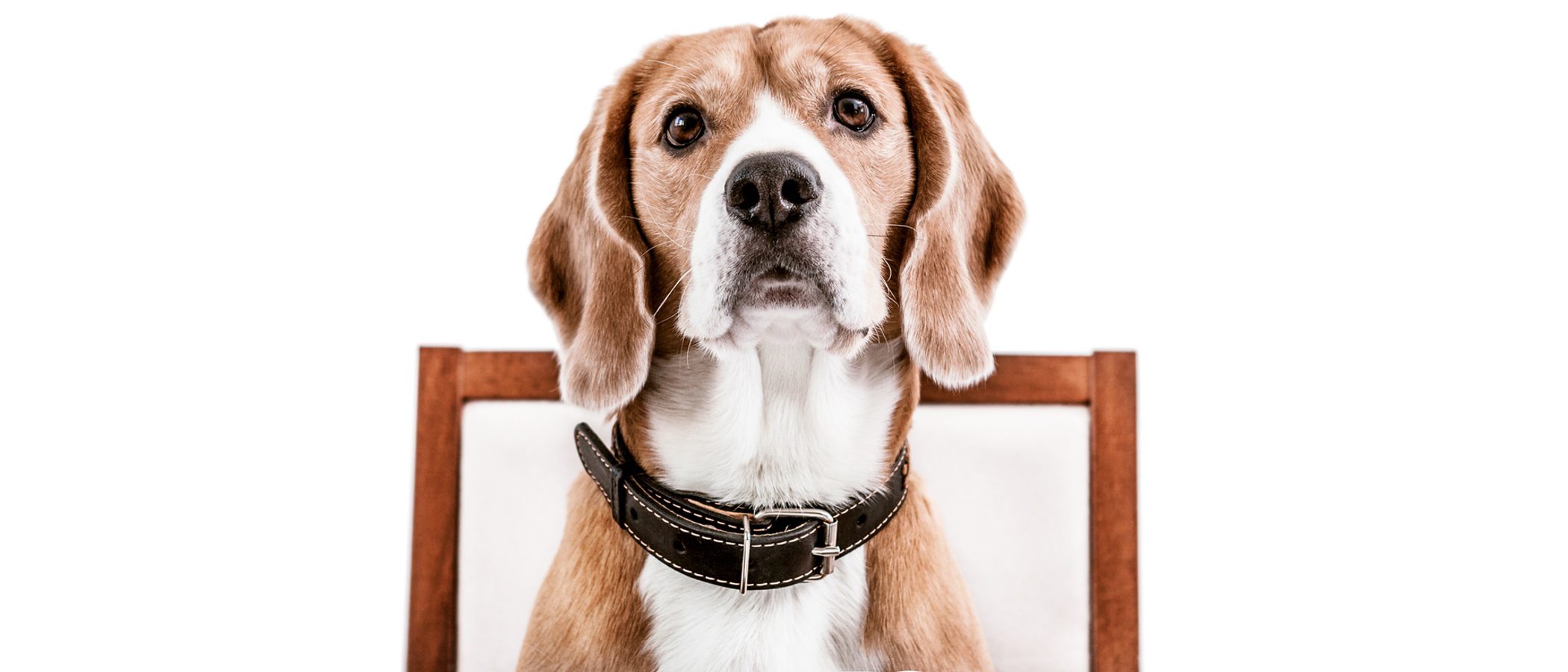 Trucos para conseguir que tu perro esté quieto al hacer una foto