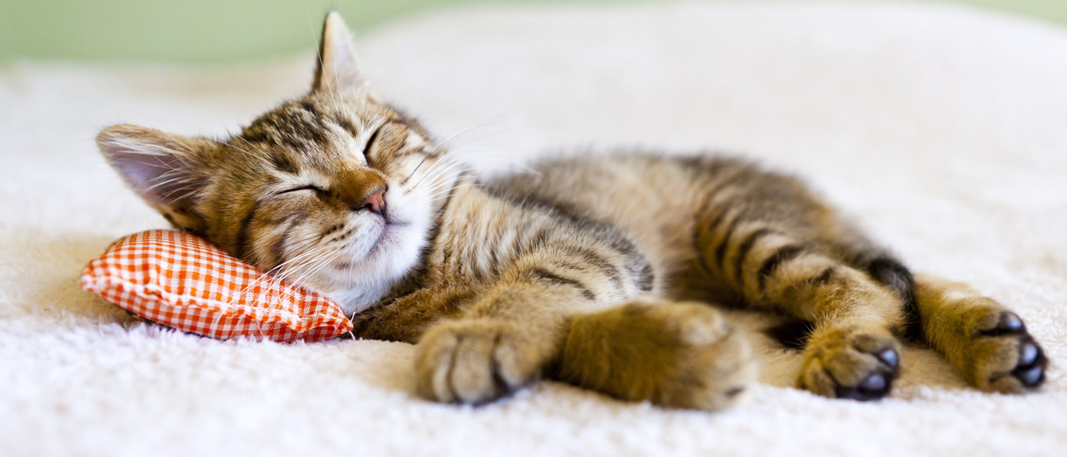 ¿Cuántas horas al día es aconsejable que duerma un gato?