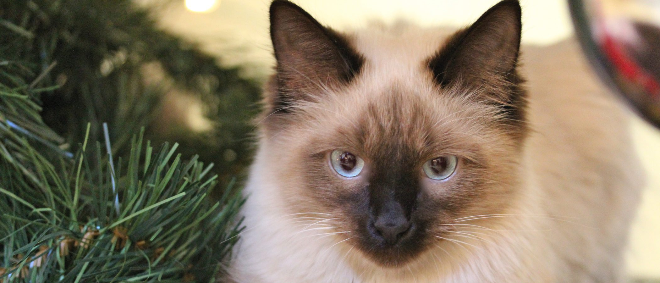 Gato Himalayo: Todo sobre esta raza de felino