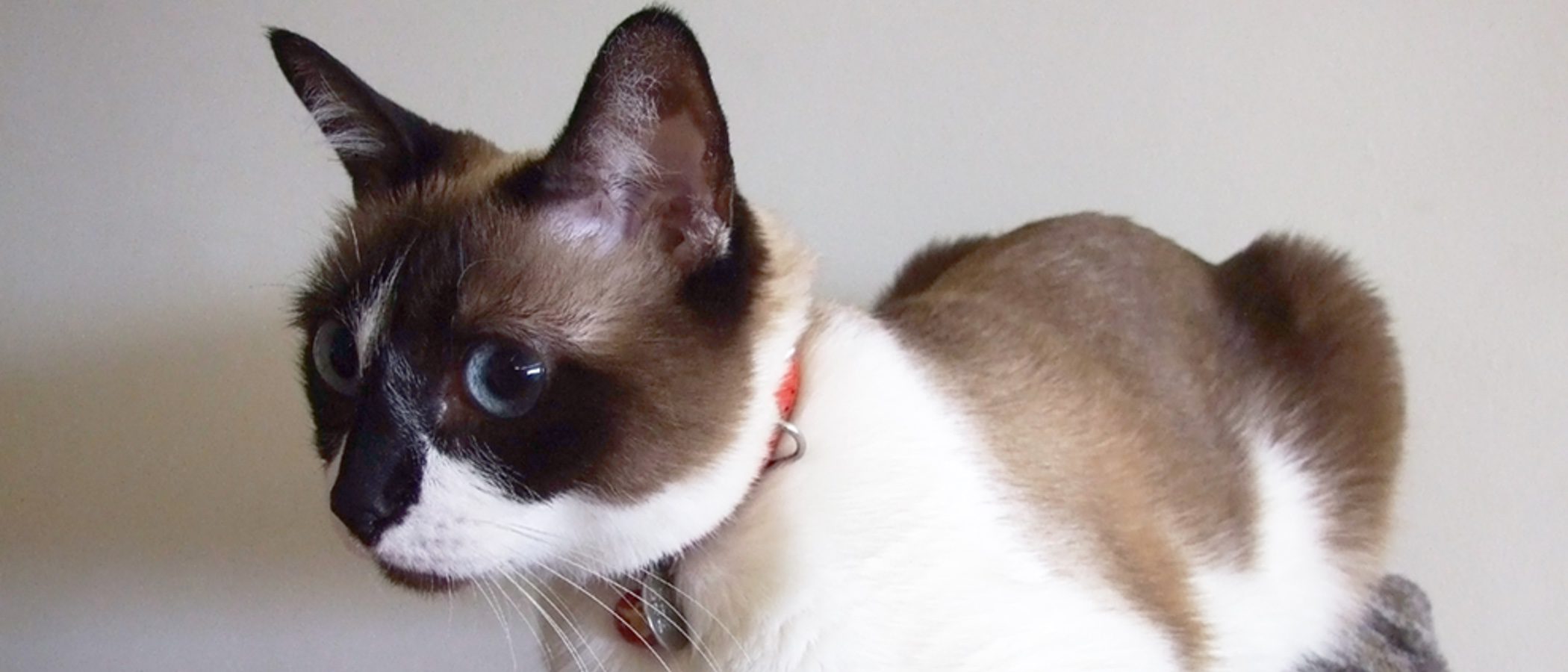 Gato Snowshoe: Todo sobre esta raza de felino