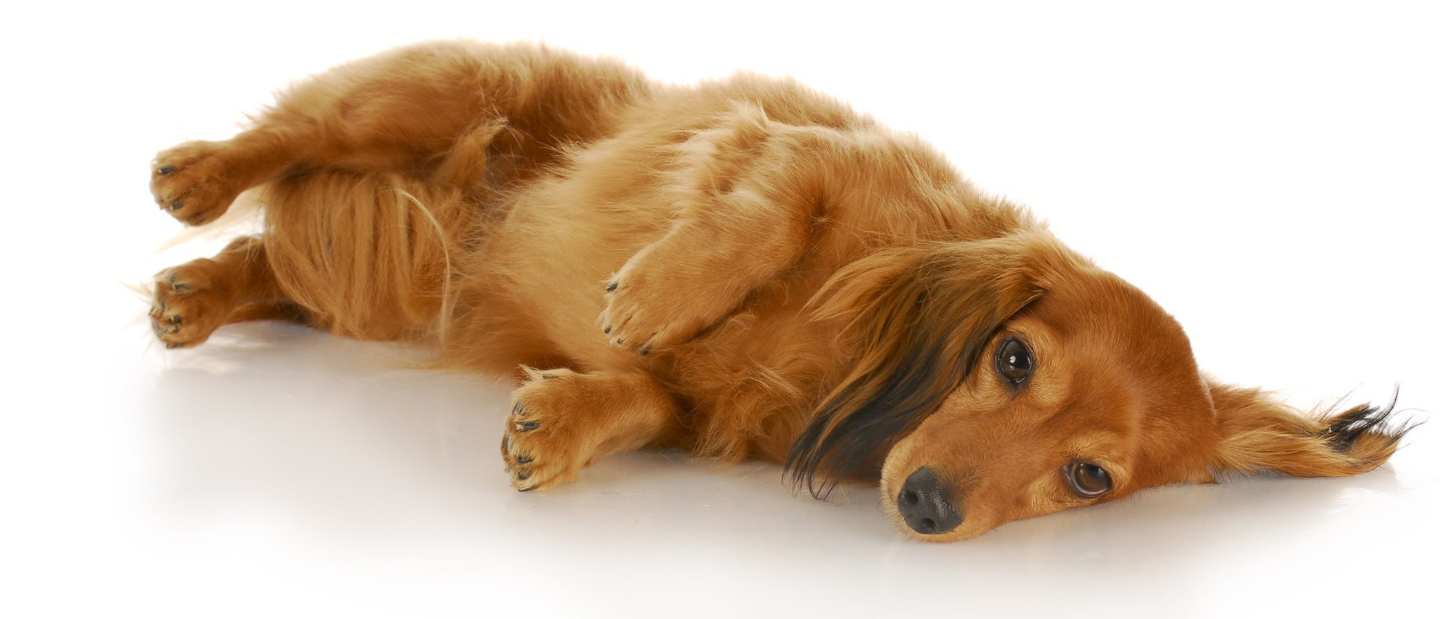 Ventajas e inconvenientes de poner joyas a tu perro
