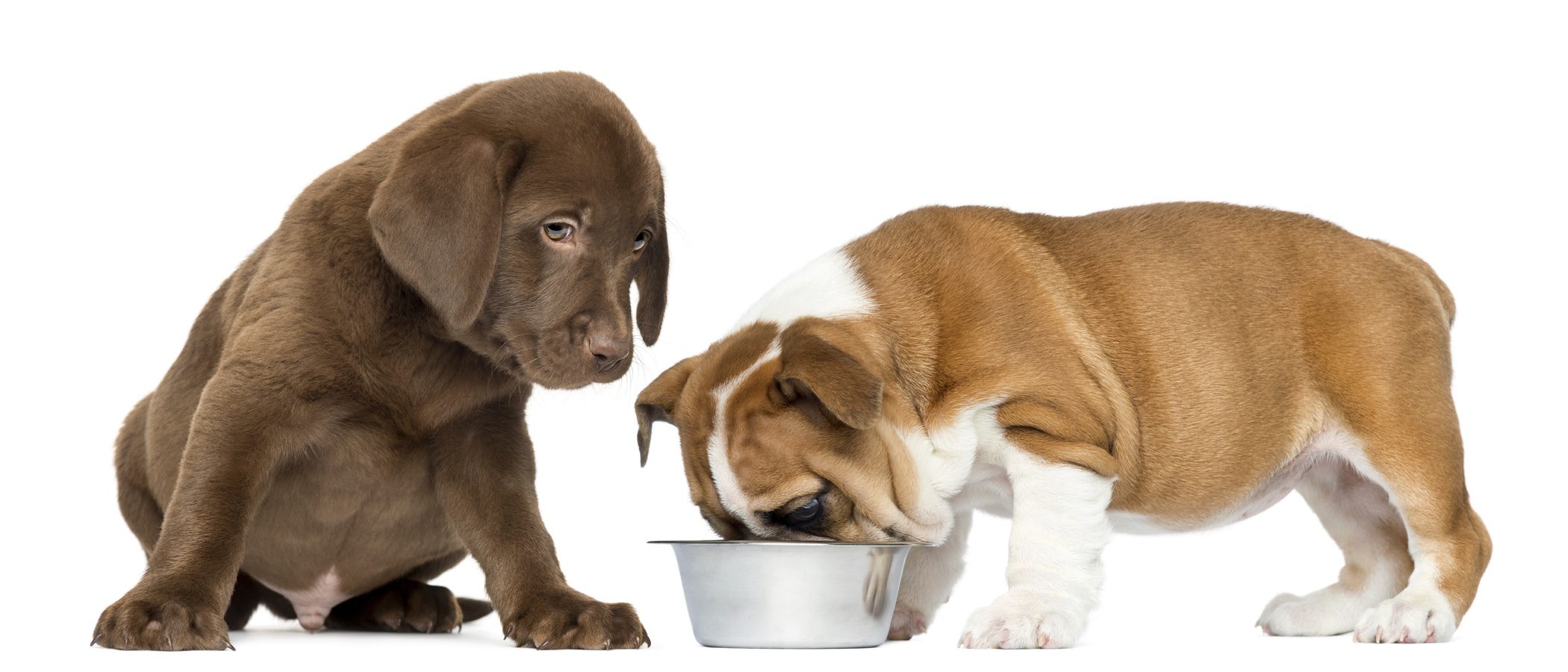 ¿Cómo puedo saber si mi perro es intolerante al gluten?