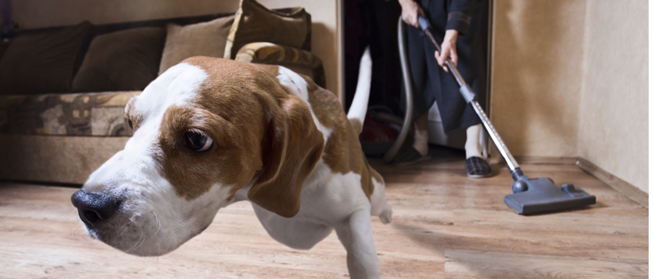 Consejos para hacer que tu perro se sienta más relajado