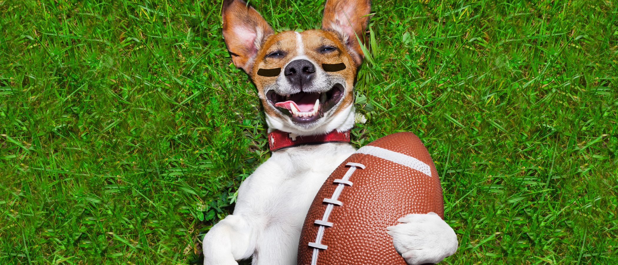 Formas de hacer deporte junto a tu perro