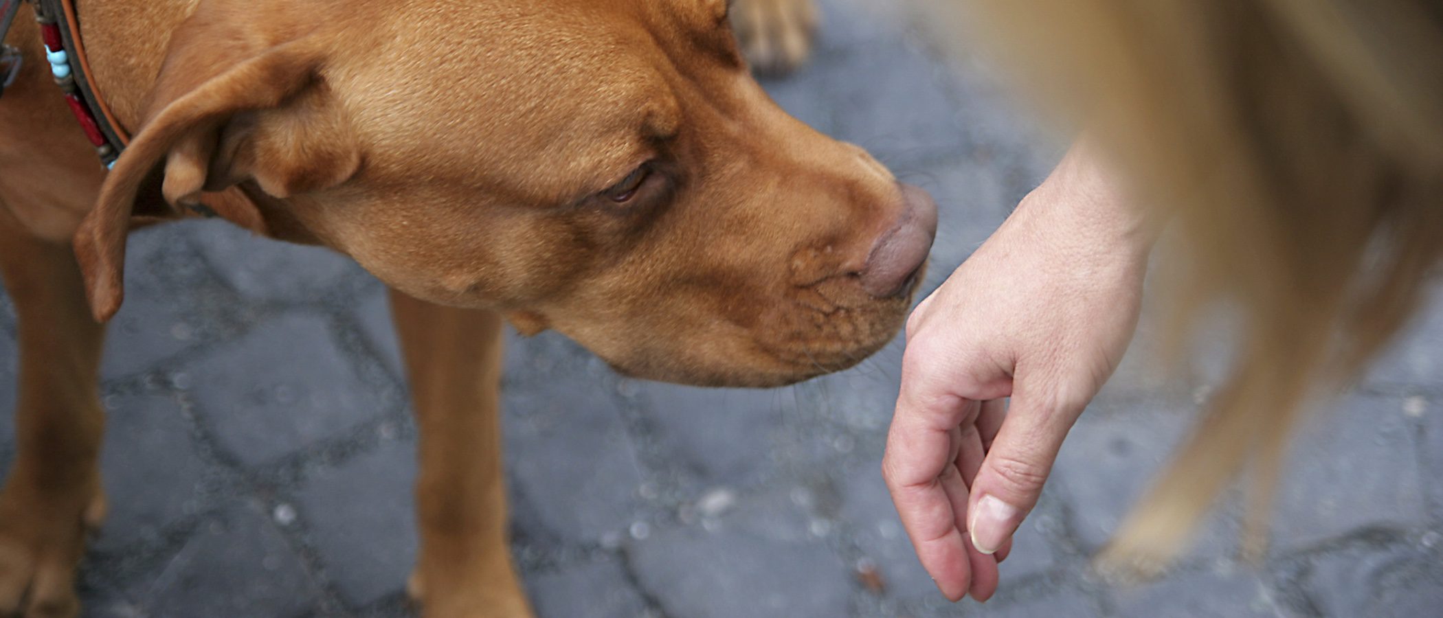 ¿Es aconsejable aplicar perfume a un perro?