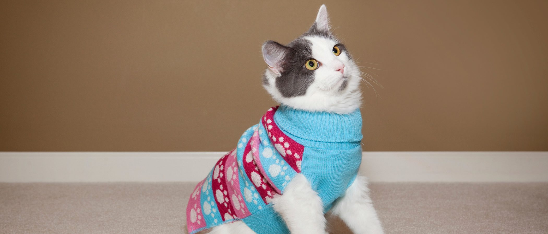 Disfraces para gatos: ¿A favor o en contra?