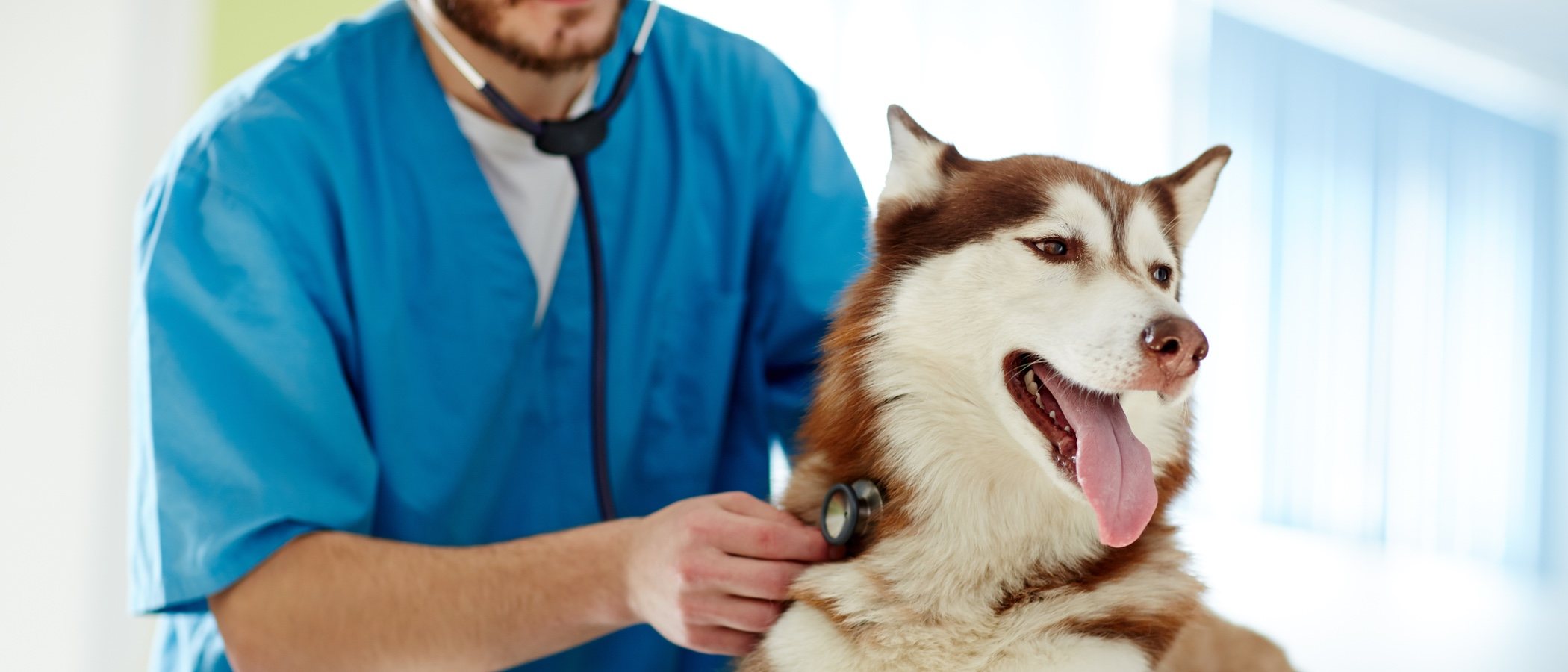 ¿Cómo puedo saber si mi perro está enfermo?