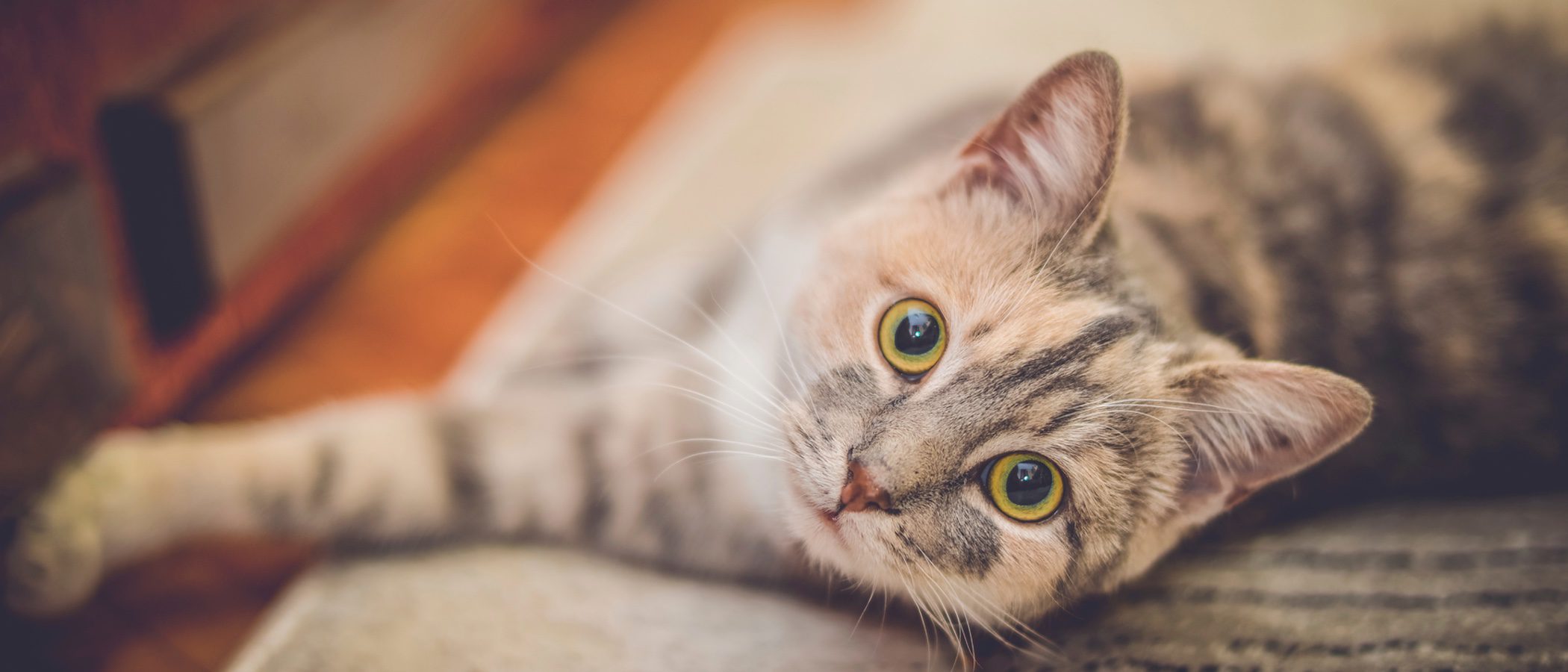 Las razas de gato que sueltan menos pelo