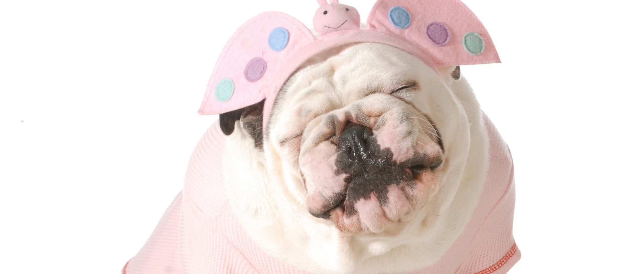 Disfraces para perros: ¿A favor o en contra?