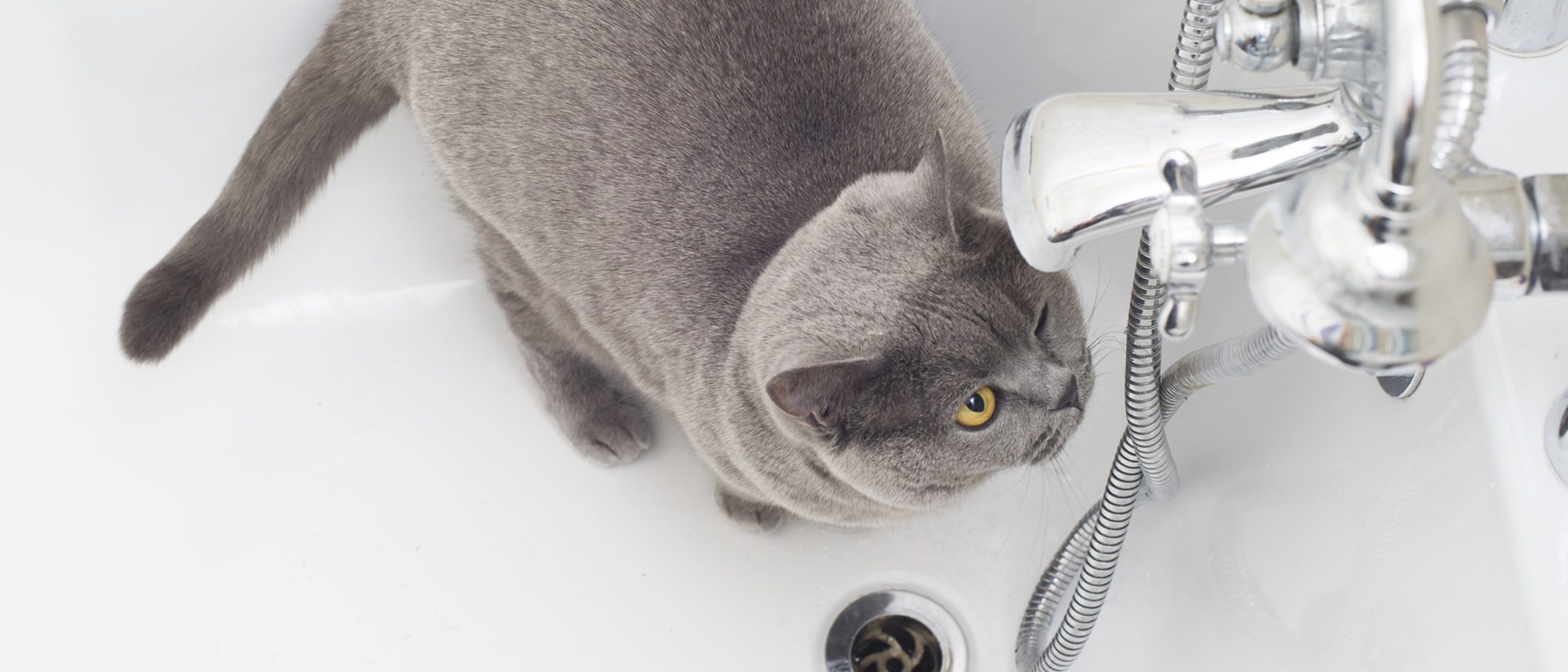 Claves para escoger el champú más adecuado para tu gato
