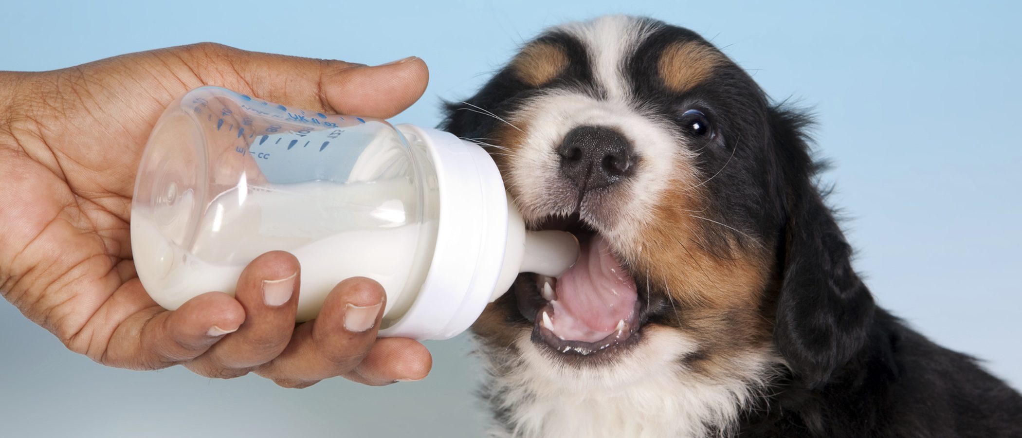 Cómo dar correctamente el biberón a un perro