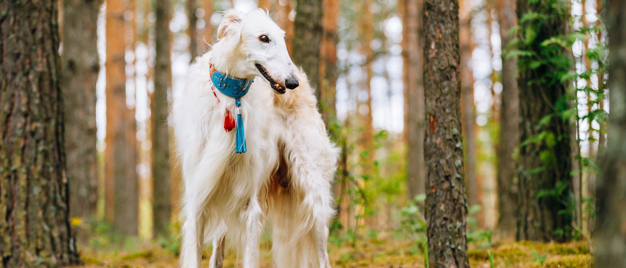 Razas de perros: Borzoi