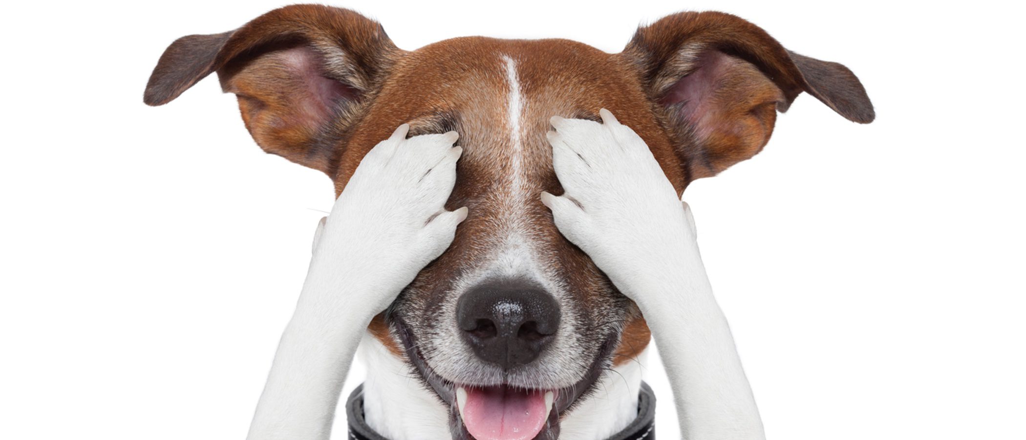 Cómo detectar si mi perro tiene problemas de visión