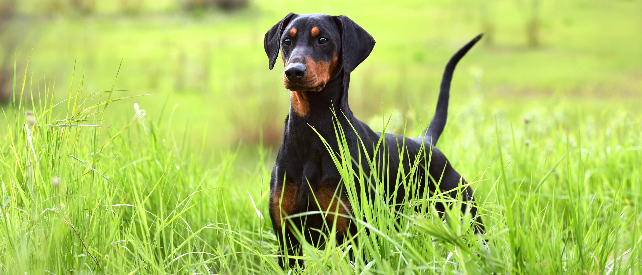 ¿Por qué mueven la cola los perros?