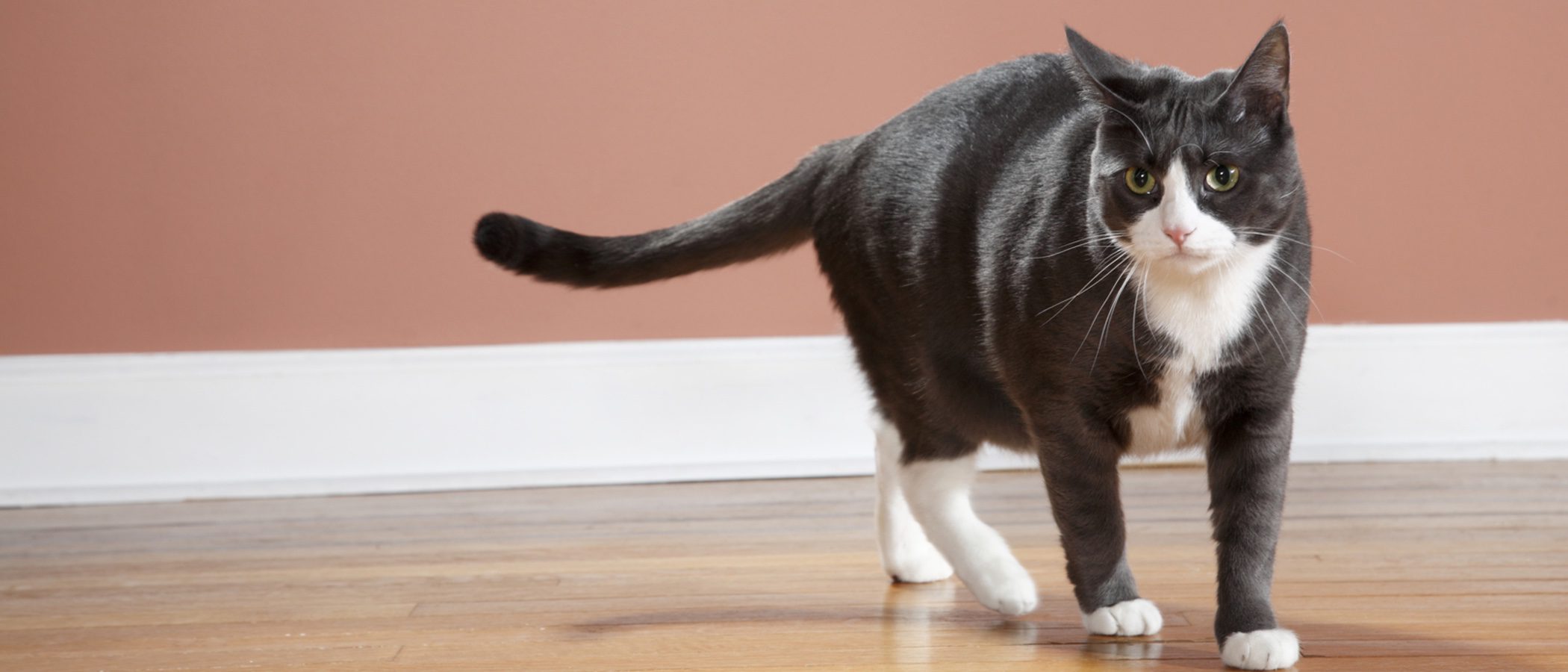 ¿Por qué mueven la cola los gatos?