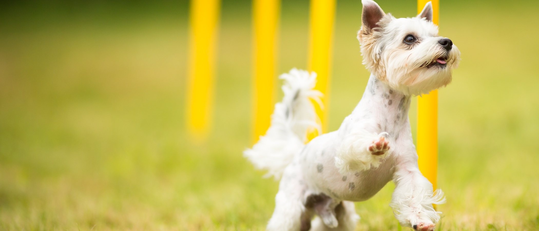 Las lesiones de cadera más comunes que un perro puede sufrir
