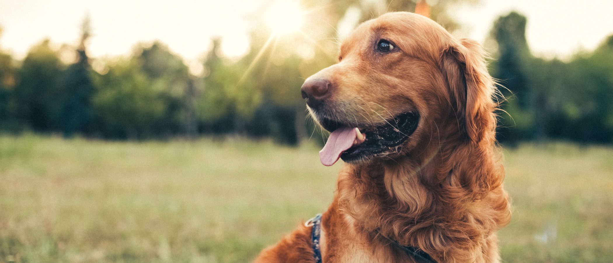 ¿Hasta cuándo crece un perro?