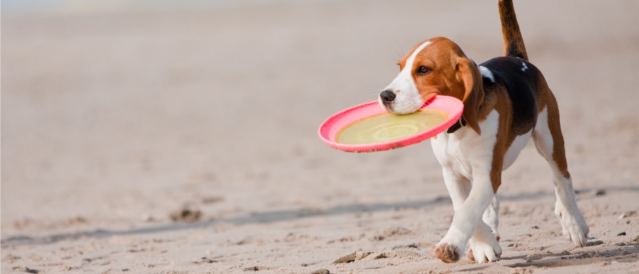 Disc Dog, una forma de hacer deporte junto a tu perro