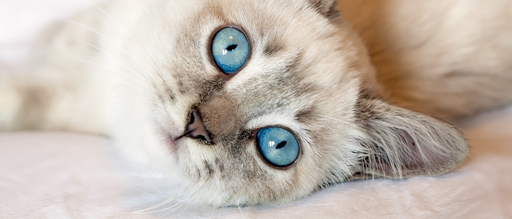 Cómo detectar si mi gato tiene problemas de visión