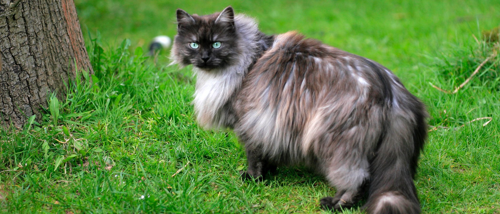 Gato Nebelung: Todo sobre esta raza de felino